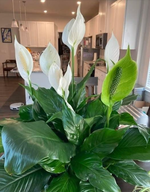 How To Get Your Peace Lily to Flower More