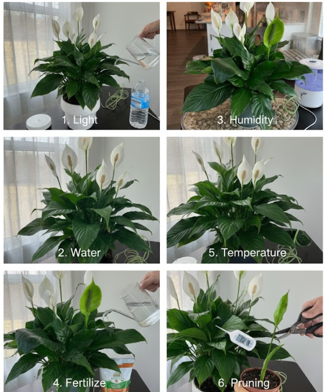 How To Get Your Peace Lily to Flower More