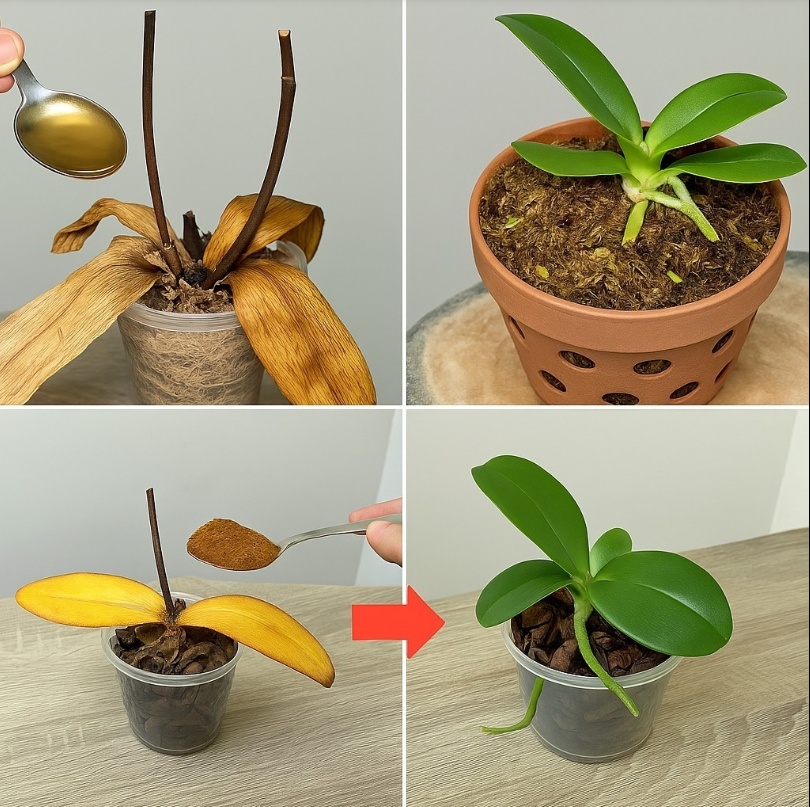 Sprinkle 1 spoon on dead orchid roots